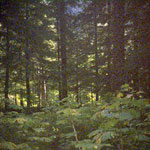 Forest Understory Forest Understory