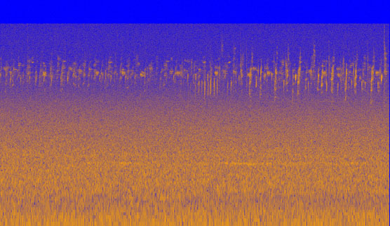 Dawn chorus of birds