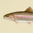 Fishing Guide