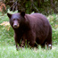 Bear Observation Form
