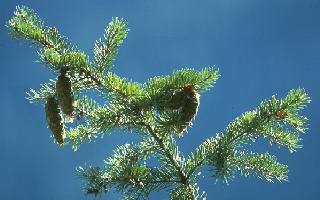 Douglas Fir Douglas Fir