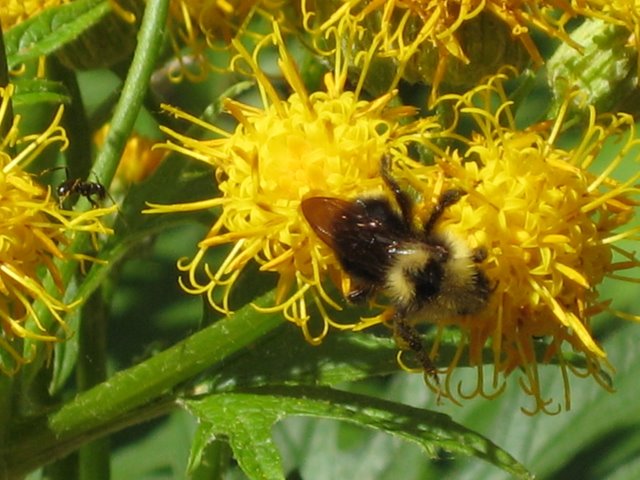 Bee on flower