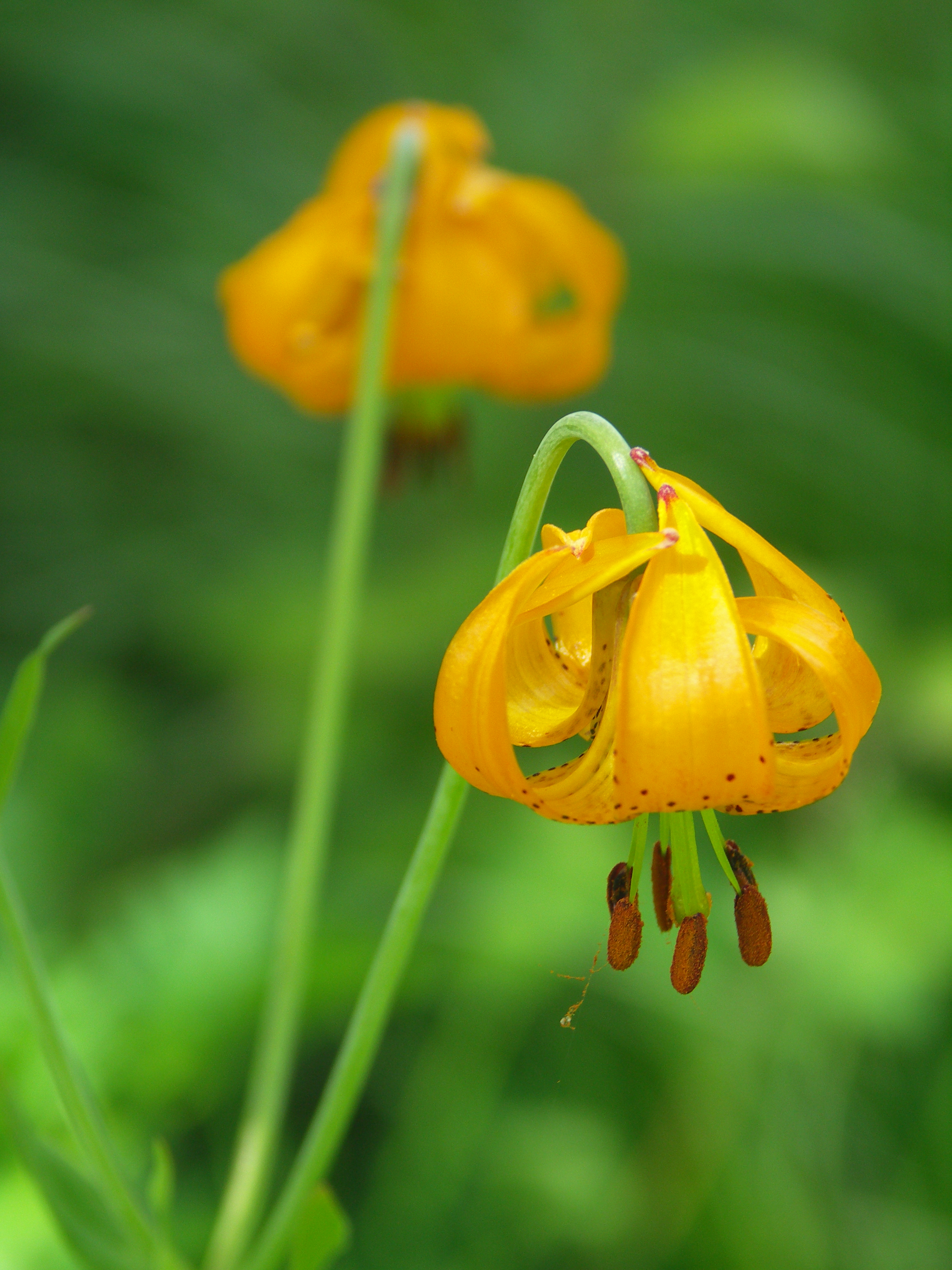 Tiger Lily