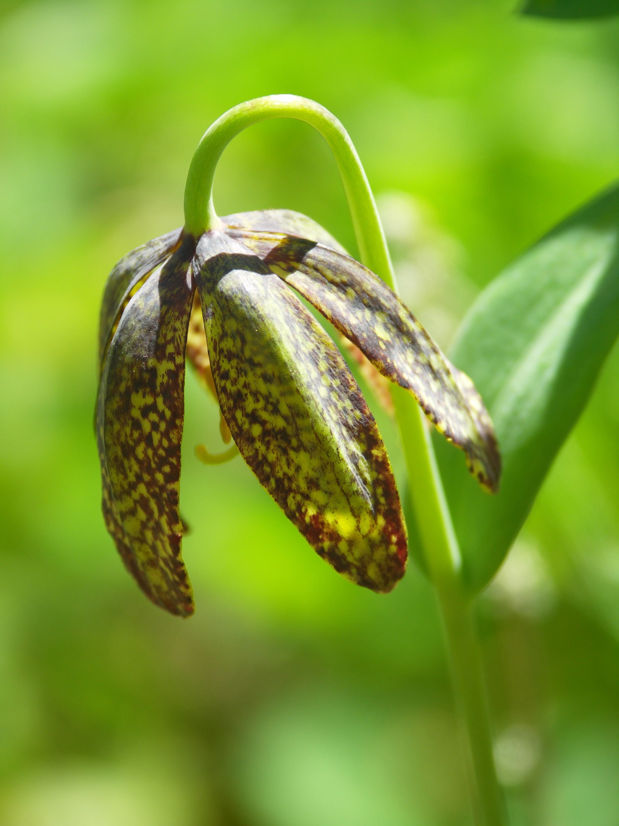 Chocolate lily