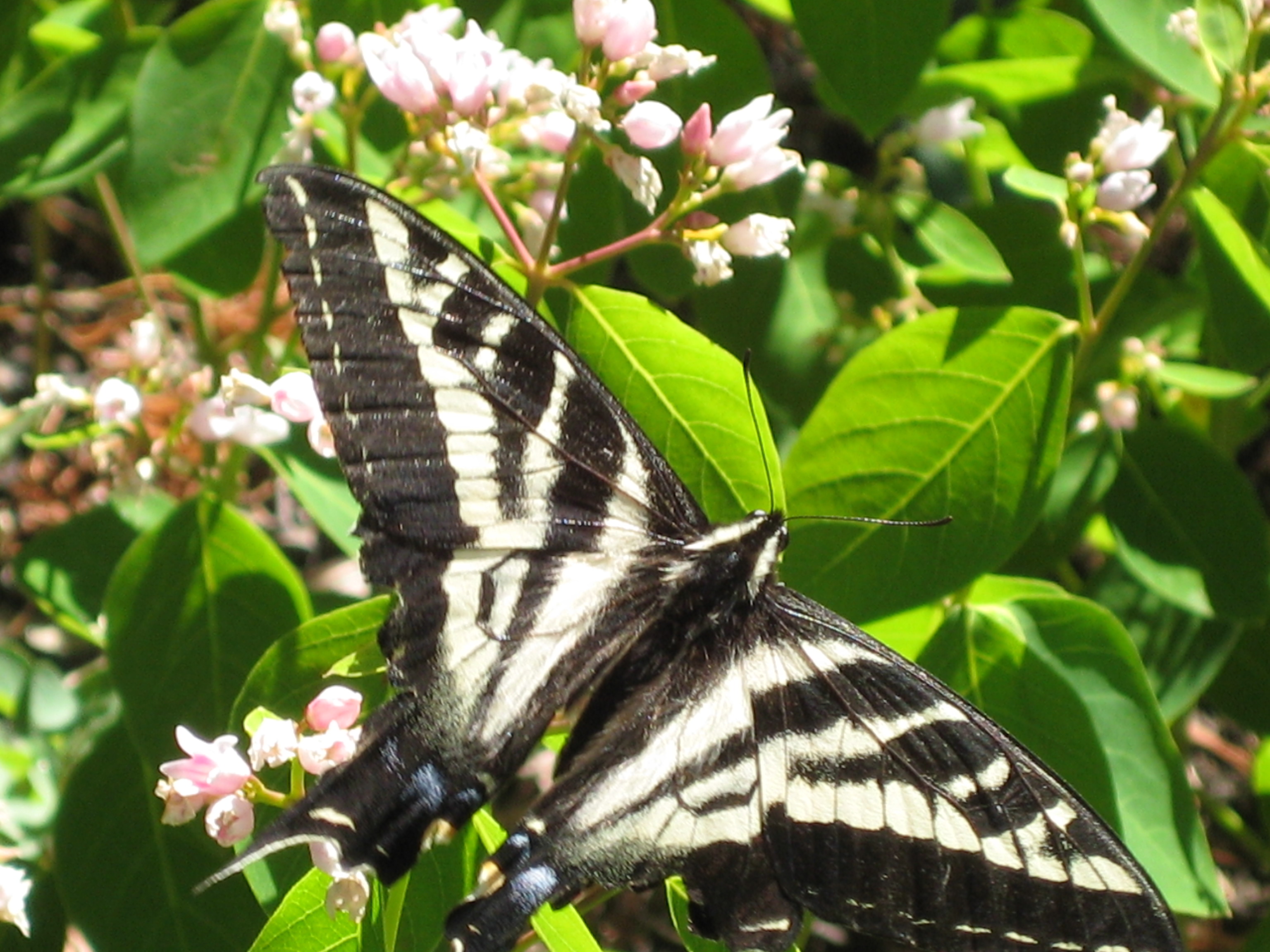 A butterfly feeding on nectar along the Coon Lake Trail