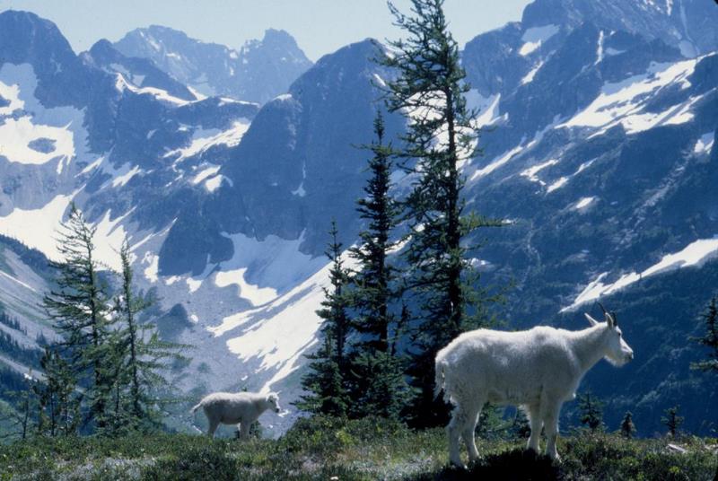 Mountain goat family at Easy Pass