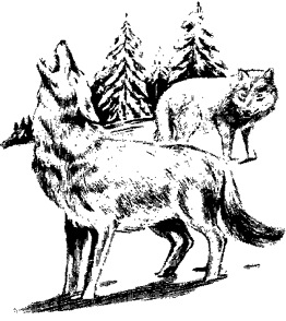 Wolves - Evening Program line art