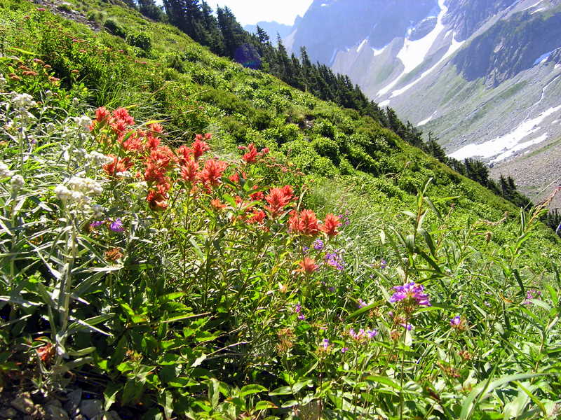 Indian paintbrush and other wildflowers along the trail to Sahale Arm