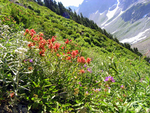 Indian paintbrush and other wildflowers along the trail to Sahale Arm. NPS/Rich Gwozdz