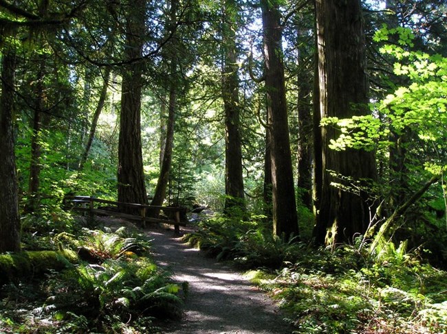 Trail through old growth forest.
