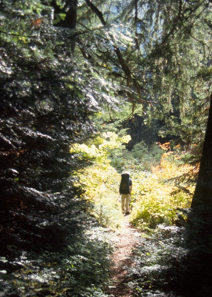 Hiker in sunlit meadows, Chilliwack River trail