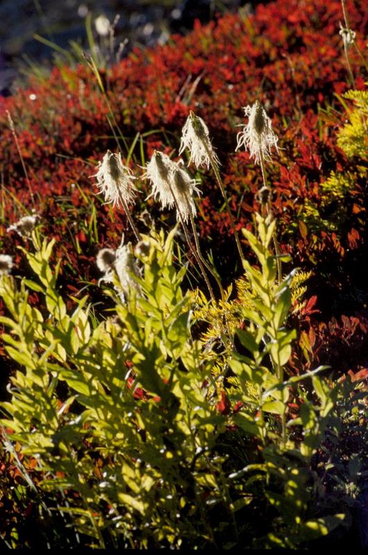 Tow-headed baby in autumn