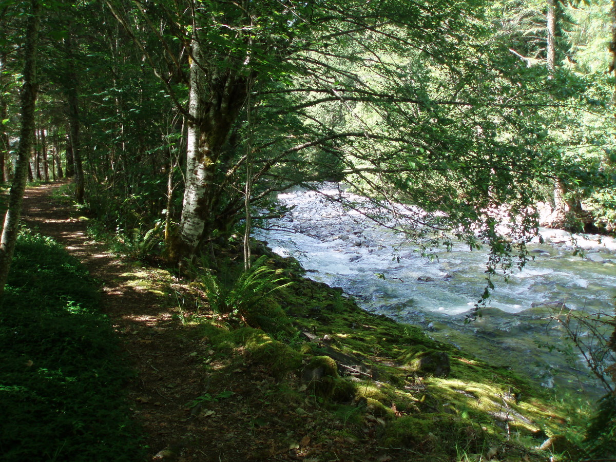Trail through forest alongside creek