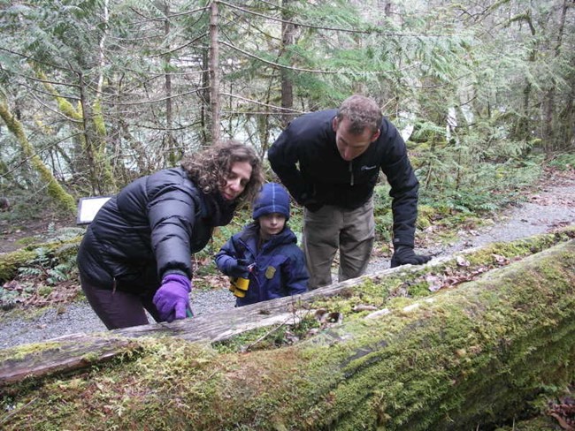 A family explores a nurse log along Trail of the Cedars.