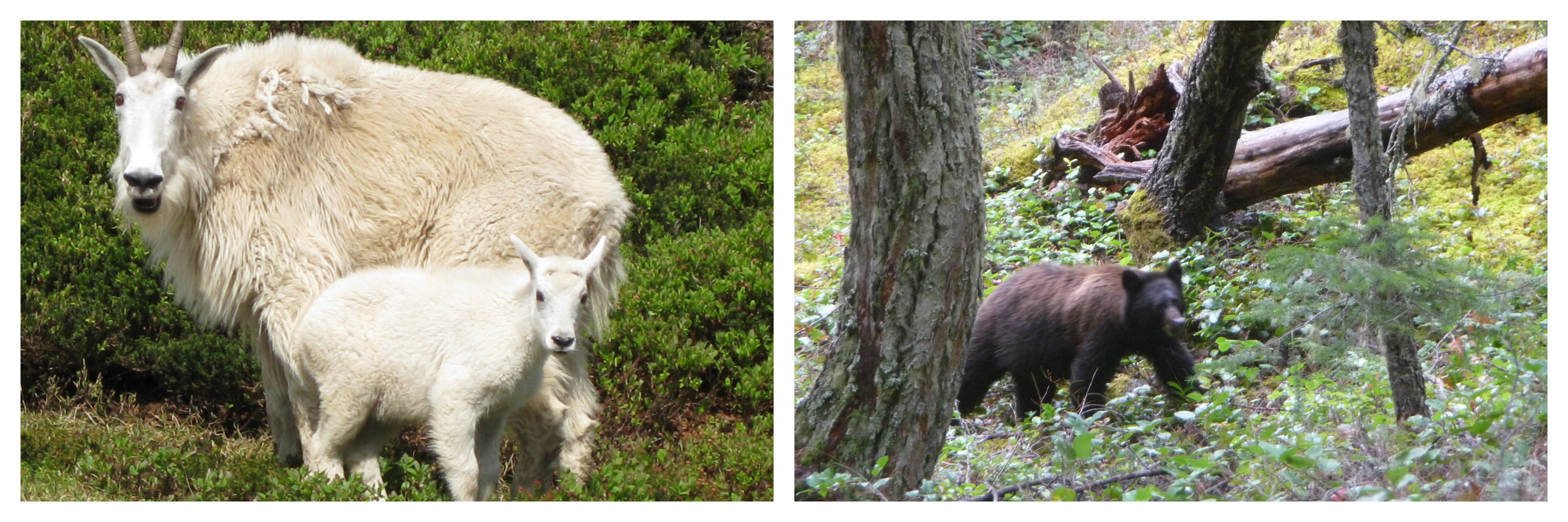 Mountain goats and black bear