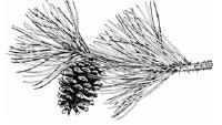 Pine cone