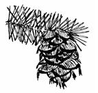 Douglas Fir cone