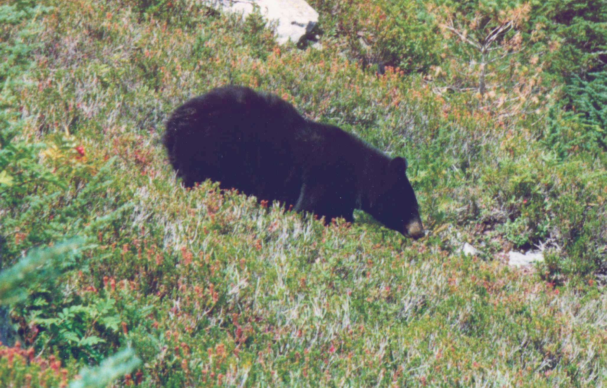 black bear