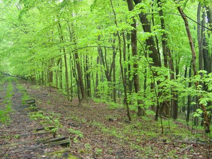North Country Trail running on old railroad grade in southern Ohio