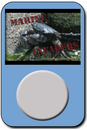 Asian shore crabs---marine invaders?