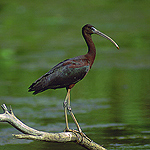 Gateway National Recreation Area is home to a diversity of species and also offers prime habitat to migratory species