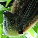 Fruit bat