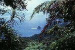 Tutuila rainforest
