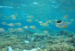convict surgeonfish & saddled butterflyfish