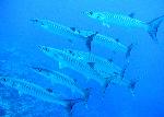 Giant Barracuda, Sphyraena barracuda