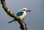 Photo of a collared kingfisher