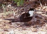 Sooty Tern
