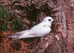 White or Fairy Tern