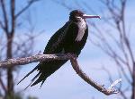 Lesser Frigatebird