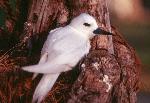 White or Fairy Tern