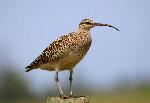 Photo of bristle-thighed curlew, tuli olovalu