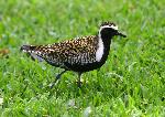 Photo of Pacific golden plover, tuli