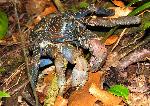 Photo of coconut crab