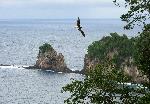 Photo of red-footed booby flying by Pola Islands.