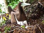 Photo of brown booby (fua'o) at nest