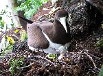 Photo of brown booby (fua'o) at nest