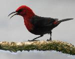 Photo of cardinal honeyeater, segasega mau'u