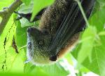 Samoan fruit bat, Pteropus samoensis