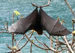 Samoan fruit bat, Pteropus samoensis