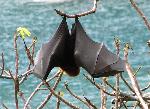 Samoan fruit bat, Pteropus samoensis
