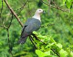 Photo of Pacific pigeon, lupe