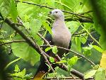 Photo of Pacific pigeon, lupe