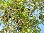Tongan fruitbat, Pteropus tonganus
