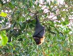 Tongan fruitbat, Pteropus tonganus