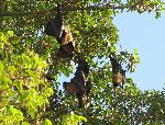 Tongan fruitbat, Pteropus tonganus
