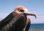 Photo of lesser frigatebird, atafa